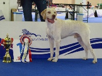 Étalon Braque du Bourbonnais - CH. Ethan Des peuts prés