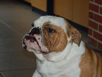 Étalon Bulldog Anglais - Hope of the tivoli bulls
