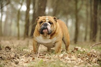 Étalon Bulldog Anglais - Mdenapoli the golden boy