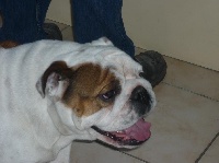 Étalon Bulldog Anglais - Gucci du bonheur d'omal