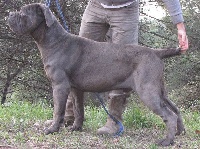 Étalon Cane Corso - Luca di Re Manfredi