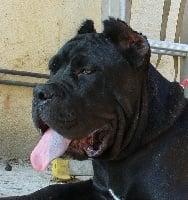 Étalon Cane Corso - Nata di Re Manfredi