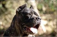 Étalon Cane Corso - Athena (Sans Affixe)