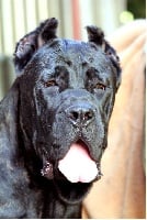 Étalon Cane Corso - Mister di Re Manfredi