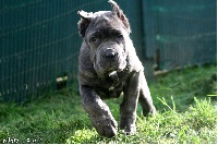 Étalon Cane Corso - Oscara di Re Manfredi