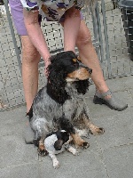 Étalon Cocker Spaniel Anglais - keen hunter Gioia