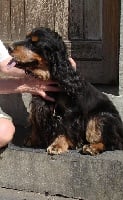 Étalon Cocker Spaniel Anglais - keen hunter Carmen