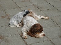 Étalon Cocker Spaniel Anglais - keen hunter Cate