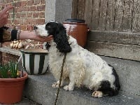 Étalon Cocker Spaniel Anglais - Eulalie du gai taillis