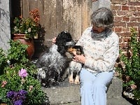 Étalon Cocker Spaniel Anglais - keen hunter Bluebell