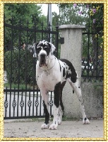 Étalon Dogue allemand - CH. Dafnée du chateau du pival