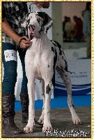 Étalon Dogue allemand - F'ezhar d'Iskandar