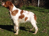 Étalon Epagneul Breton - TR. Figo de El Matochar