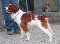 Étalon Epagneul Breton - TR. CH. Vouvray Des pigenettes