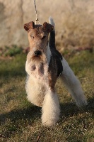 Étalon Fox Terrier Poil Dur - Exalt Van foliny home