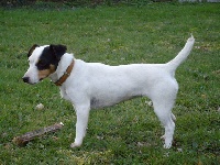Étalon Jack Russell Terrier - Babylone Des halliers de la lierre