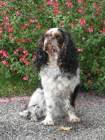 Étalon King Charles Spaniel - Bleunig De la bacska