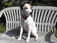 Étalon Parson Russell Terrier - Biscotte (Sans Affixe)