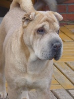 Étalon Shar Pei - Isablue grand bambou from the chinese wall