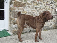 Étalon Shar Pei - Geisha du domaine de vencimont (Sans Affixe)