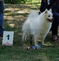 Étalon Spitz japonais - CH. Of bloom white Ch'ti prunelle
