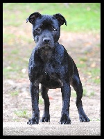 Étalon Staffordshire Bull Terrier - Silver Cross Flashback in black