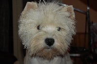 Étalon West Highland White Terrier - Aria adoxa