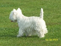 Étalon West Highland White Terrier - Desperate-housewives du Mat des Oyats