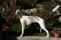 Étalon Whippet - Eureka De la tour enchantée