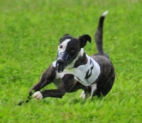 Étalon Whippet - oochigea's Fydjylius