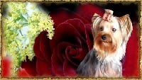 Étalon Yorkshire Terrier - Easy-love Des Yorks d'Amour Forever
