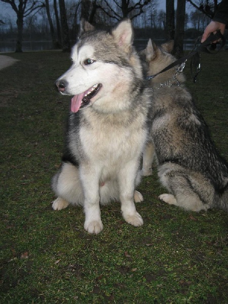 Publication : of Arctic Way 