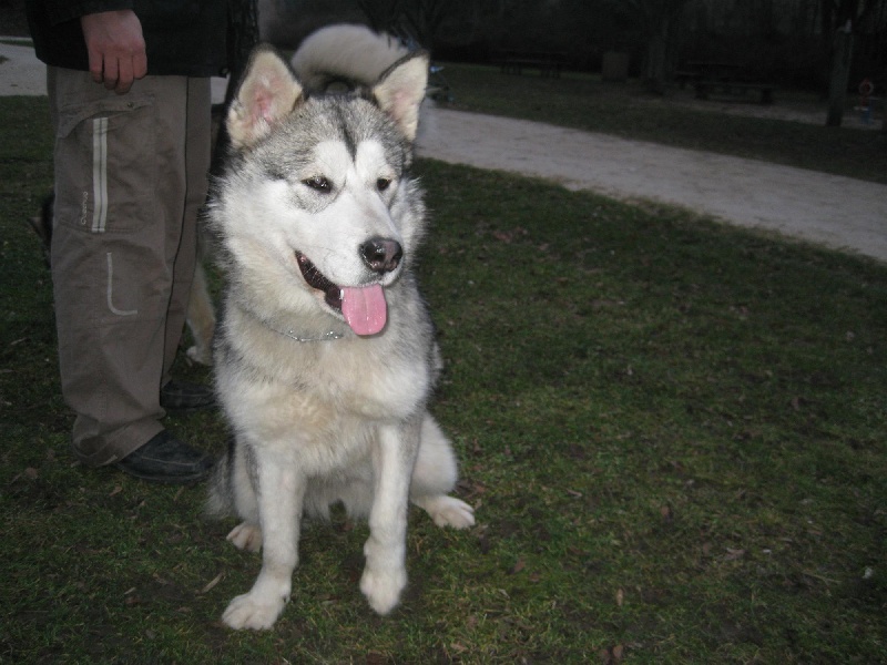 Publication : of Arctic Way Auteur : Sinemi