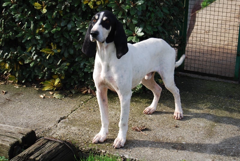 Publication : du bas quercy 