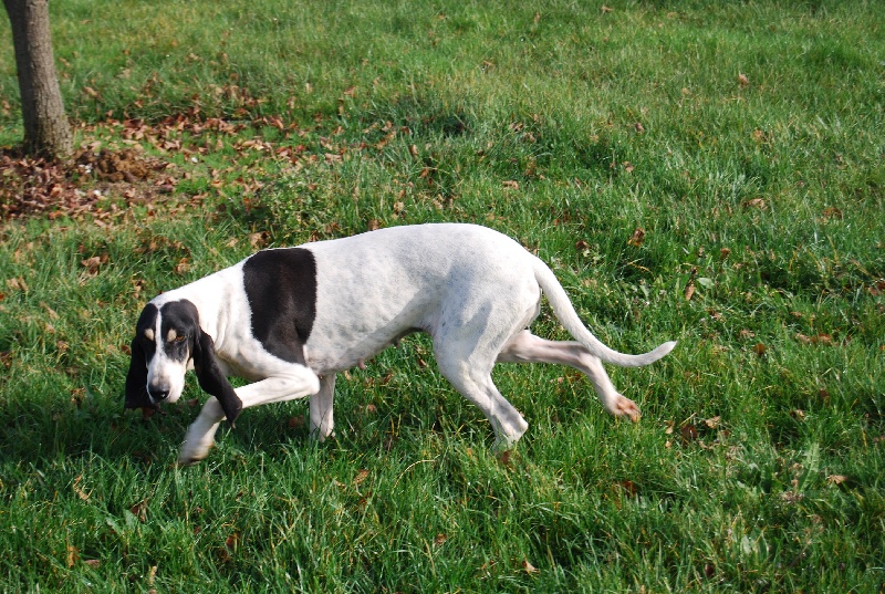 Publication : du bas quercy Auteur : Aimé Massol