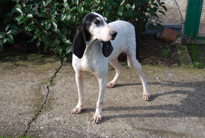 Publication : du bas quercy 