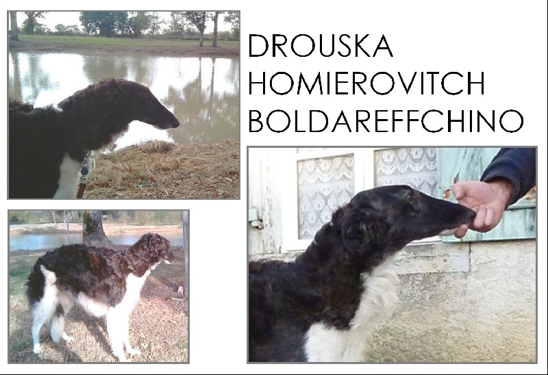 Drouska Homierovitch boldareffchino