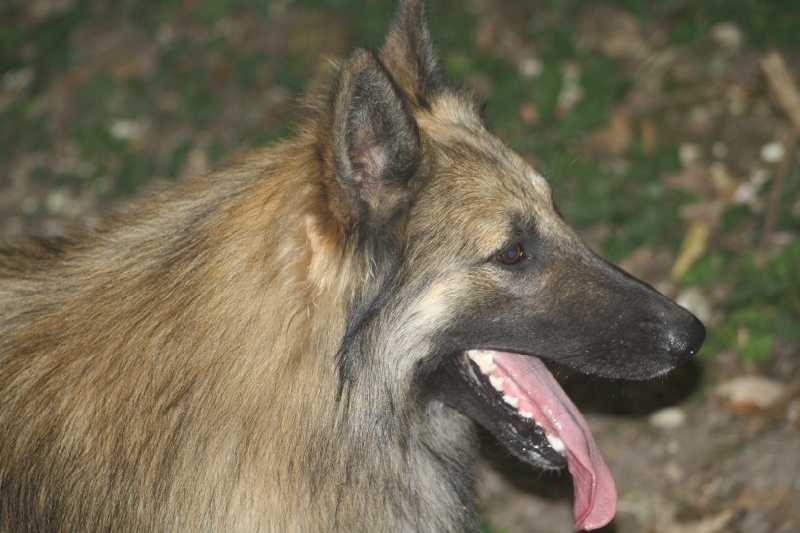 Publication : Du Grand Rêve Auteur : aurelie bren