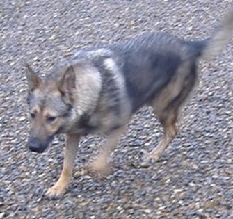 Anemone du Val des Hurles Vent