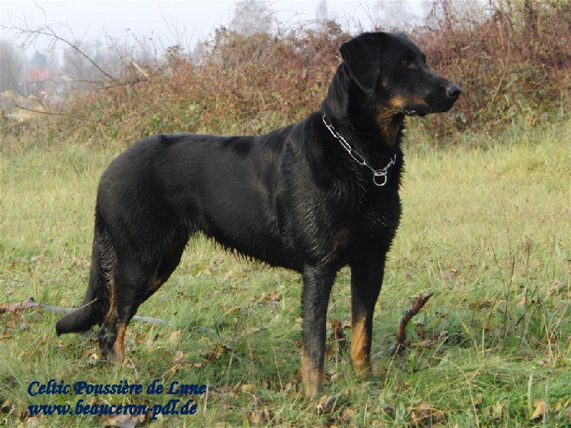 Publication : Poussière De Lune Auteur : beauceron-pdl