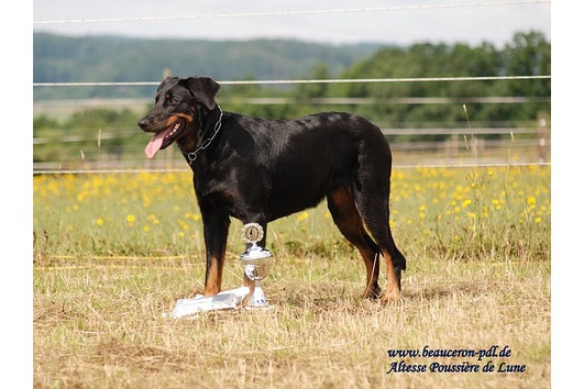 Publication : Poussière De Lune Auteur : beauceron-pdl