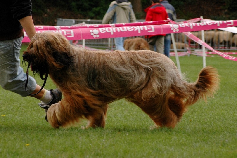 Publication : du Claire Noir Auteur : Klara Kelemen