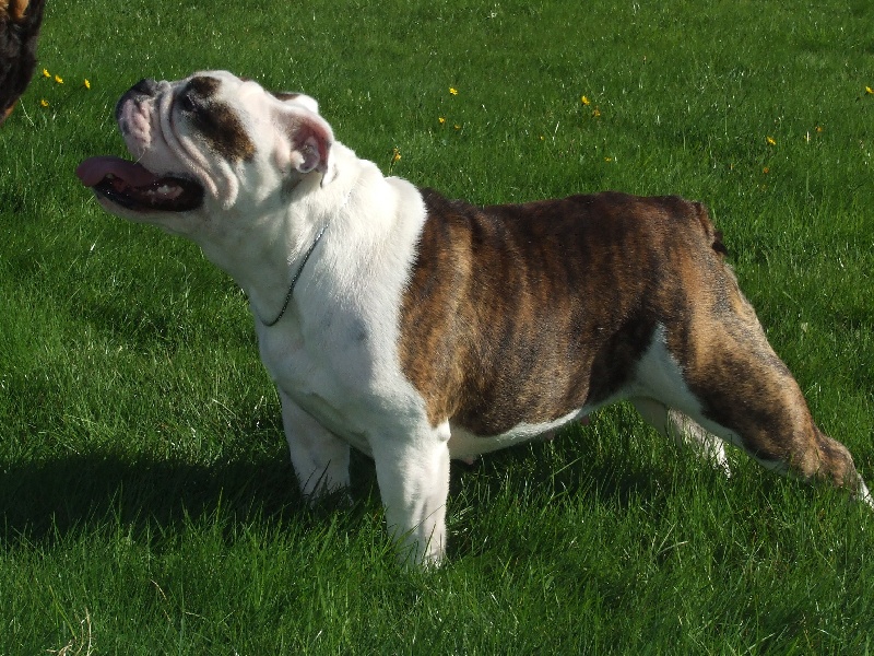 Delirious des quais normands