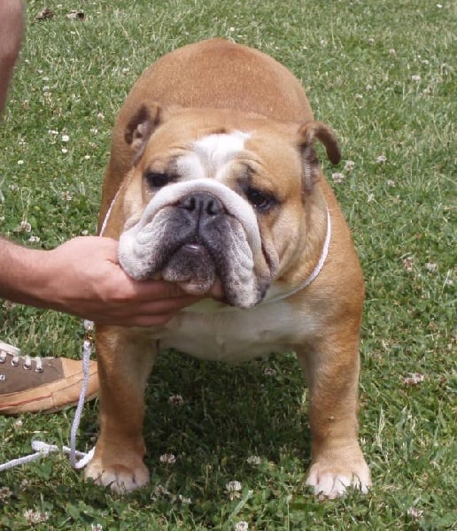 meljane bulldogs Carmela