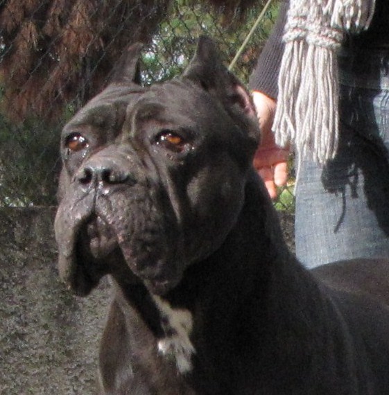 Publication : di Re Manfredi