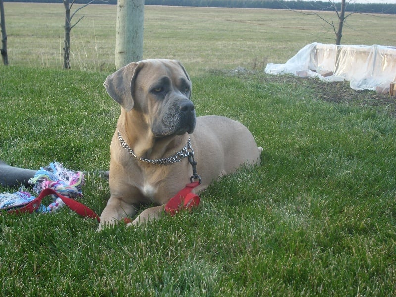 Publication : Du Chateau des anges Auteur : Kat