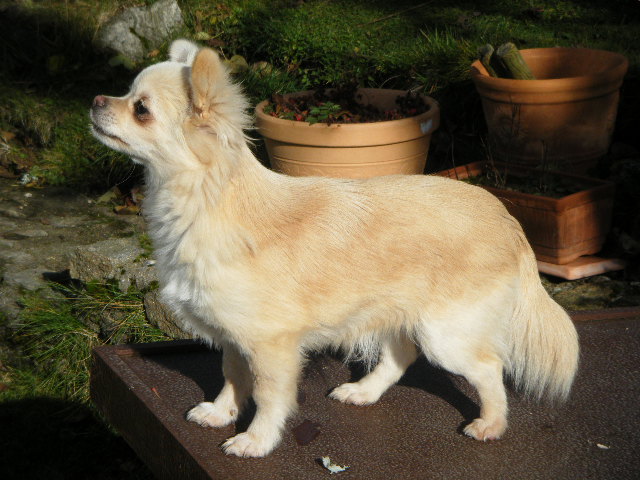 Publication : de Torranswald 