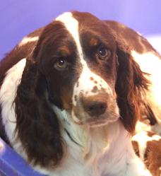 Eryl des contrées celtes