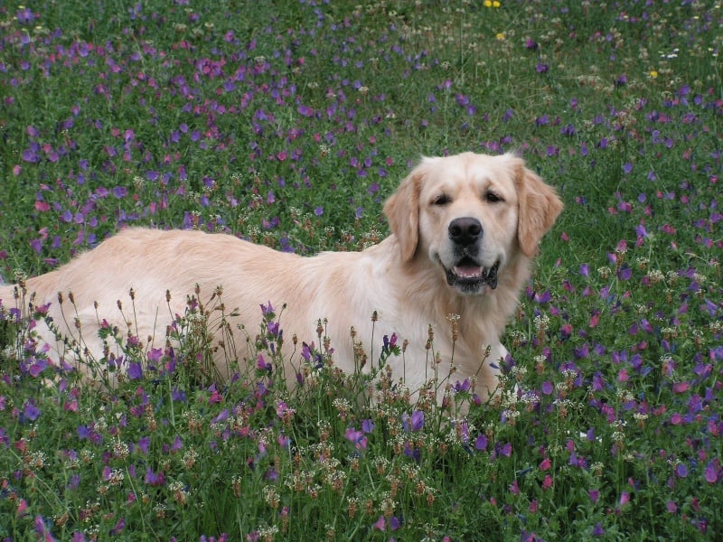 Publication : Du Royaume du Golden Retriever