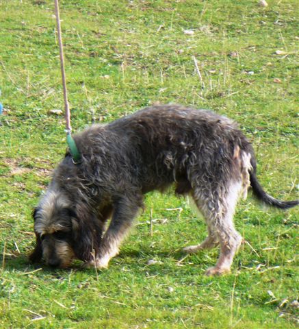 Publication : De la fontegude 